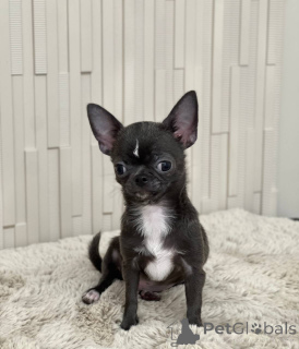 Foto №1. mischlingshund - zum Verkauf in der Stadt Tennessee City | 969€ | Ankündigung № 167335