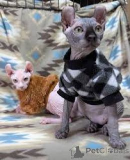 Foto №1. sphynx cat - zum Verkauf in der Stadt Espoo | 500€ | Ankündigung № 166954