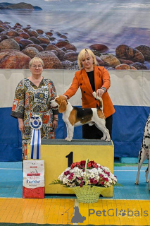 Foto №1. beagle - zum Verkauf in der Stadt Irkutsk | 755€ | Ankündigung № 149741