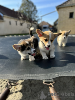 Zusätzliche Fotos: Pembroke Welsh Corgi Welpen