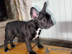 Foto №3. Männliche französische Bulldogge. Serbien