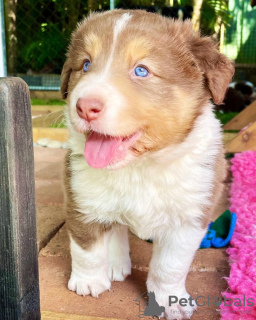 Foto №1. border collie - zum Verkauf in der Stadt St. Petersburg | 450€ | Ankündigung № 101148