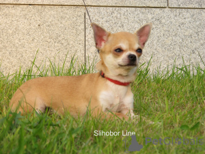 Foto №3. Chihuahua g / w rothaariges Mädchen. Russische Föderation