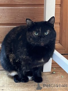 Foto №2 zu Ankündigung № 131021 zu verkaufen  - einkaufen Russische Föderation quotient 	ankündigung