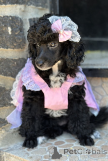 Foto №1. pudel (zwerg) - zum Verkauf in der Stadt Belgrad | verhandelt | Ankündigung № 143474