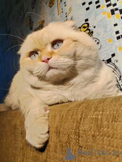 Foto №3. Delirium Tsats. Russische Föderation