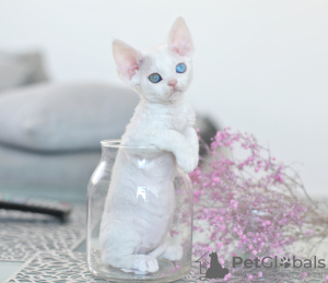 Foto №3. Weibliche Devon Rex mit unterschiedlichen Augen. Niederlande