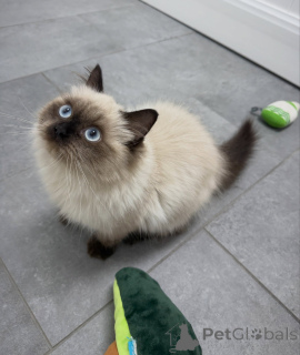 Foto №1. ragdoll-katze - zum Verkauf in der Stadt Zürich | verhandelt | Ankündigung № 174846