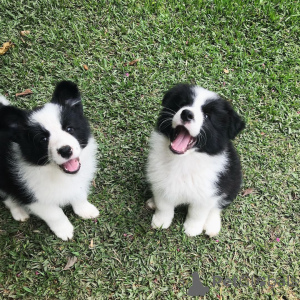 Foto №1. border collie - zum Verkauf in der Stadt Bochum | 350€ | Ankündigung № 171427