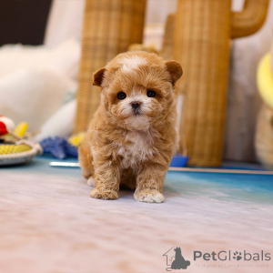 Foto №2 zu Ankündigung № 152210 zu verkaufen maltipu - einkaufen USA züchter