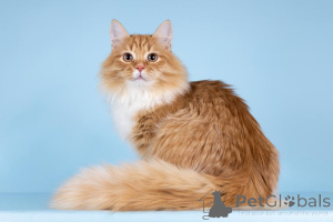 Foto №4. Ich werde verkaufen  in der Stadt Chimki. aus dem tierheim - preis - Frei