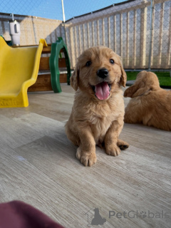 Foto №3. Süße Golden Retriever-Welpen jetzt erhältlich. Tschechische Republik