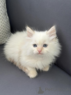 Foto №1. sibirische katze - zum Verkauf in der Stadt Gefällt mir | 350€ | Ankündigung № 173648