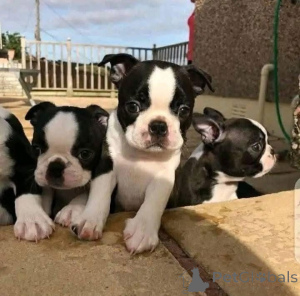 Foto №1. boston terrier - zum Verkauf in der Stadt Arnsberg | 350€ | Ankündigung № 147560