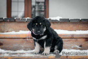 Zusätzliche Fotos: Welpen Khotosho (Buryat Dog) Zwinger Heritage of Buryatia