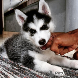 Foto №1. siberian husky - zum Verkauf in der Stadt Seydisfjordur | verhandelt | Ankündigung № 116758