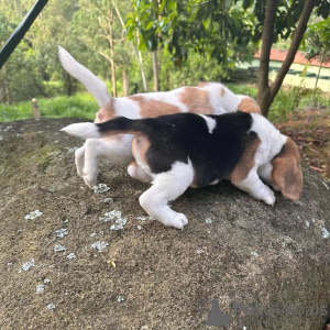 Zusätzliche Fotos: Entzückende Beagle-Welpen zu verkaufen.