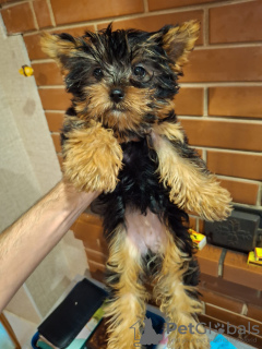 Foto №3. Miniatur-York-Mädchen.. Estland