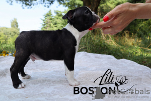 Foto №3. Boston Terrier Welpen zu verkaufen. Weißrussland