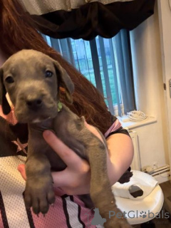 Foto №1. greyhound - zum Verkauf in der Stadt Alytus | verhandelt | Ankündigung № 159853