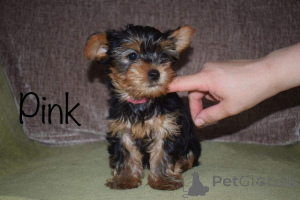 Foto №3. Yorkshire-Terrier-Welpen. Schweden