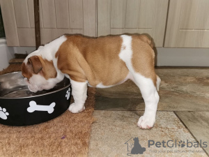 Foto №4. Ich werde verkaufen englische bulldogge in der Stadt Гауда. züchter - preis - 400€