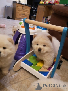 Foto №2 zu Ankündigung № 149693 zu verkaufen chow-chow - einkaufen Deutschland quotient 	ankündigung