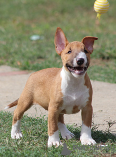 Zusätzliche Fotos: Mini-Bullterrier-Welpen