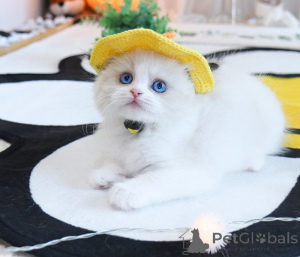 Foto №2 zu Ankündigung № 155604 zu verkaufen ragdoll-katze - einkaufen Österreich 