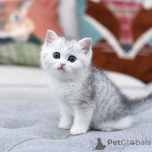 Foto №1.  - zum Verkauf in der Stadt Florenz | verhandelt | Ankündigung № 161858