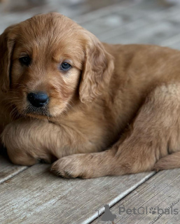 Foto №2 zu Ankündigung № 110095 zu verkaufen golden retriever - einkaufen Deutschland züchter