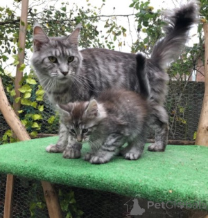 Foto №4. Ich werde verkaufen maine-coon-katze in der Stadt Kopenhague.  - preis - 900€