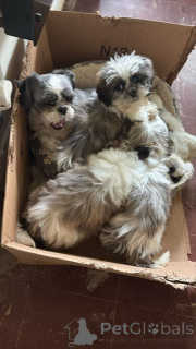 Foto №1. shih tzu - zum Verkauf in der Stadt Herdwangen-Schönach | 580€ | Ankündigung № 175101