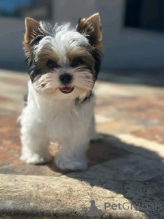 Foto №4. Ich werde verkaufen yorkshire terrier in der Stadt Aubenas.  - preis - verhandelt