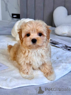 Foto №2 zu Ankündigung № 145972 zu verkaufen maltipu - einkaufen Italien züchter