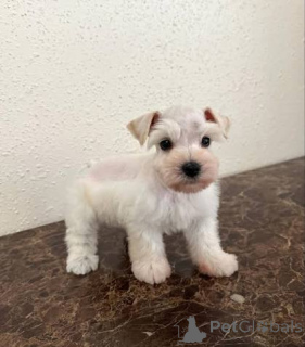 Foto №1. schnauzer - zum Verkauf in der Stadt Aberdeen | verhandelt | Ankündigung № 173099