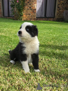 Foto №1. border collie - zum Verkauf in der Stadt Tandel | verhandelt | Ankündigung № 169216