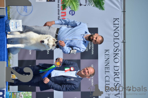 Zusätzliche Fotos: Sibirischer Husky männlich zu verkaufen