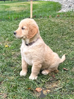 Foto №2 zu Ankündigung № 103882 zu verkaufen golden retriever - einkaufen Spanien züchter