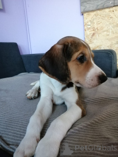 Foto №3. Russische Jagdhundwelpen.. Deutschland