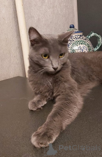 Foto №3. Dyma, russischblau in guten Händen.. Russische Föderation