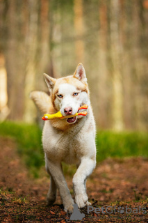 Zusätzliche Fotos: Der hübsche Husky Hart ist in guten Händen