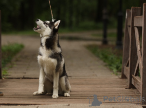 Foto №3. Siberian Husky Welpen. Russische Föderation