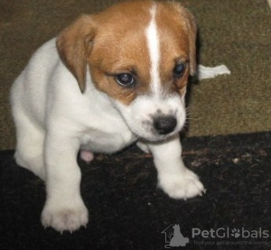 Foto №2 zu Ankündigung № 44884 zu verkaufen jack russell terrier - einkaufen Litauen quotient 	ankündigung