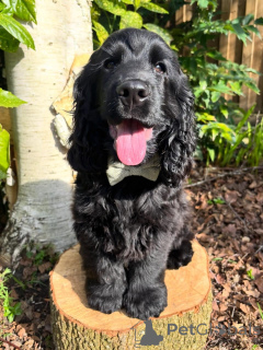 Foto №3. Der bezaubernde englische Cocker Spaniel ist eine liebevolle Familie. Frankreich
