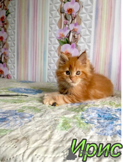 Foto №4. Ich werde verkaufen maine-coon-katze in der Stadt St. Petersburg. quotient 	ankündigung, vom kindergarten, züchter - preis - 394€