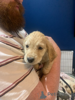 Foto №2 zu Ankündigung № 157678 zu verkaufen golden retriever - einkaufen Deutschland züchter