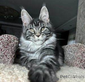 Foto №2 zu Ankündigung № 163721 zu verkaufen maine-coon-katze - einkaufen Deutschland züchter