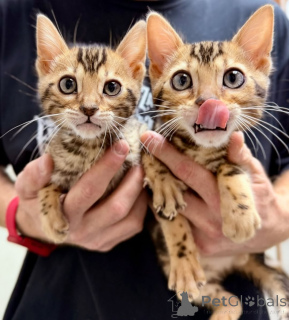 Foto №2 zu Ankündigung № 163089 zu verkaufen beagle - einkaufen Deutschland quotient 	ankündigung, aus dem tierheim