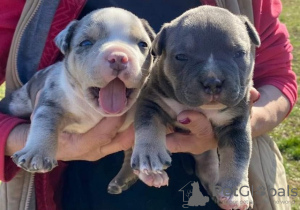 Foto №3. American Bully Pocket Tricolor Merle Welpen. Serbien